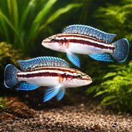 Dickfeld's Julie pair around Lake Tanganyika rockwork (Julidochromis dickfeldi) — representative image - view 2
