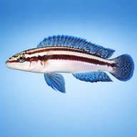 Dickfeld's Julie side profile showing blue-brown markings (Julidochromis dickfeldi) — representative image - view 3