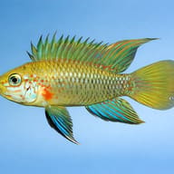 Blue Cheek Dwarf Cichlid — side profile on a plain background — representative image - view 3