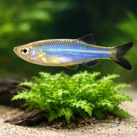 Blue Danio, Kerr`s Danio — close view showing fin and scale detail — representative image - view 4
