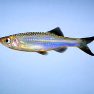 Blue Danio, Kerr`s Danio — side profile on a plain background — representative image - view 3