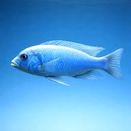 Blue Dolphin Cichlid — Lake Malawi Cichlids — side profile on a plain background — representative image - view 3
