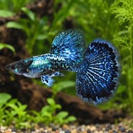 Male Blue Dragon guppy with a metallic blue dragon-scale body and dark navy mottled tail in a planted aquarium - view 1