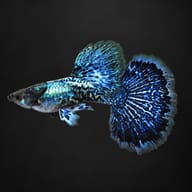 Male Blue Dragon guppy on a dark background, showing the dragon-scale pattern and large blue dorsal fin - view 2