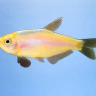Blue Emperor - Gold — side profile on a plain background — representative image - view 3