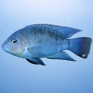 Blue-Eyed Cichlid (Cryptoheros spilurus) - hero view — side profile on a plain background — representative image - view 3