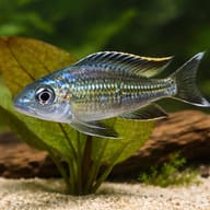 Blue Gold-Tip Cichlid (Ophthalmotilapia ventralis Chimba) - scale and plant aquarium image — representative image - view 4