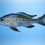 Blue Gold-Tip Cichlid (Ophthalmotilapia ventralis Chimba) - side profile aquarium image — representative image - view 3