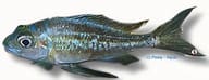 Blue Gold-Tip Cichlid (Ophthalmotilapia ventralis Chimba) - verified - view 5