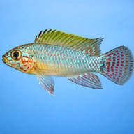 Blue Head Dwarf Cichlid — side profile on a plain background — representative image - view 3
