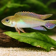 Blue Kongo Cichlid scale and plant detail in aquarium setting — representative image - view 4