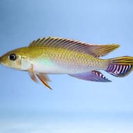 Blue Kongo Cichlid side view showing slender Nanochromis body shape — representative image - view 3