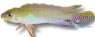 Blue Kongo Cichlid (Nanochromis parilus) verified - view 5