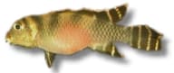 Blue Kongo Cichlid (Nanochromis transvestitus type) verified - view 6