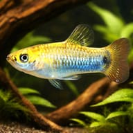 Blue Limia (Limia melanogaster) in a planted driftwood aquarium scene — representative image - view 1