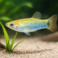 Blue Limia (Limia melanogaster) scale and plant aquarium scene — representative image - view 4