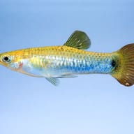 Blue Limia (Limia melanogaster) side profile aquarium scene — representative image - view 3