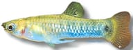 Blue Limia (Limia melanogaster) - view 5