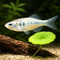 Hikari Danio among aquarium plants and open water — representative image - view 4