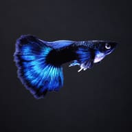 Male Blue Moscow guppy on a dark background, showing the navy-black body and shimmering blue tail and dorsal fin - view 2