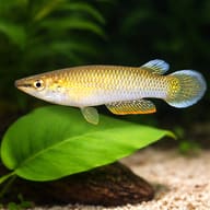 Blue Panchax Killifish (Aplocheilus panchax) beside aquarium plants — representative image - view 4
