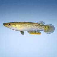 Side view of a Blue Panchax Killifish (Aplocheilus panchax) — representative image - view 3