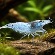 Blue Pearl Neocaridina Shrimp — Blue Pearl — representative image - view 1