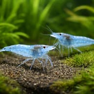 Blue Pearl Neocaridina Shrimp — Blue Pearl — pair in a planted aquarium — representative image - view 2