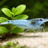 Blue Pearl Neocaridina Shrimp — Blue Pearl — close view showing fin and scale detail — representative image - view 4