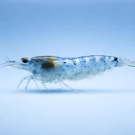 Blue Pearl Neocaridina Shrimp — Blue Pearl — side profile on a plain background — representative image - view 3