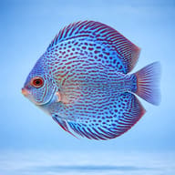 Blue Snakeskin Discus (Symphysodon spp.) side profile — representative image - view 3
