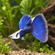 Male Blue Tuxedo guppy with a silver-white front, dark blue rear half and large bright blue tail in a planted aquarium - view 1