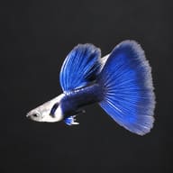 Male Blue Tuxedo guppy on a dark background, showing the tuxedo pattern and bright blue tail and dorsal fin - view 2