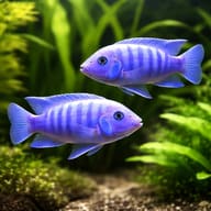 View of two Blue + Blue Zebra Mbuna in a planted aquarium; not proof that two fish form a pair - view 2