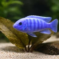 Blue + Blue Zebra Mbuna beside an aquarium plant; image does not certify size, sex or colour - view 4