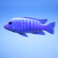 Side-view representative of Blue + Blue Zebra Mbuna; not a batch photograph or identification image - view 3