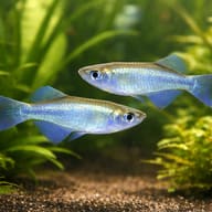 Bluegreen Lampeye (Procatopus aberrans) — Pair of Bluegreen Lampeyes showing blue-green body colour in a planted aquarium - view 2