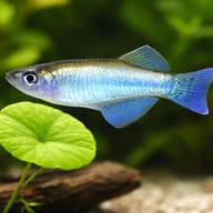 Bluegreen Lampeye (Procatopus aberrans) beside aquarium plants showing small streamlined body shape — representative image - view 4