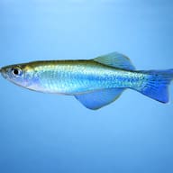 Bluegreen Lampeye (Procatopus aberrans) side profile showing iridescent blue-green body colour — representative image - view 3