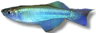 Bluegreen Lampeye (Procatopus aberrans) - view 5