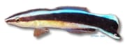 Bluestreak cleaner wrasse Labroides dimidiatus medium marine fish with blue and black stripes - view 5