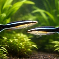 Bluestreak Cleaner Wrasse M (Labroides dimidiatus) — pair in a planted aquarium — representative image - view 2