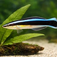 Bluestreak Cleaner Wrasse M (Labroides dimidiatus) — close view showing fin and scale detail — representative image - view 4