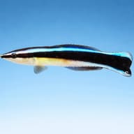 Bluestreak Cleaner Wrasse M (Labroides dimidiatus) — side profile on a plain background — representative image - view 3