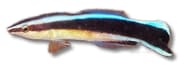 Bluestreak cleaner wrasse in left-facing profile on a white background - view 5