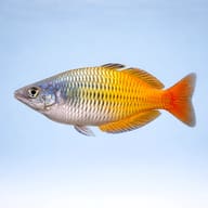 Boesemann's Rainbow Fish (Melanotaenia boesemani) side profile on a plain background - view 3