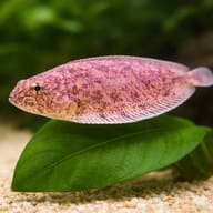 Brachirus selheimi 5 — close view showing fin and scale detail — representative image - view 4