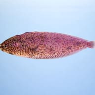 Brachirus selheimi 5 — side profile on a plain background — representative image - view 3