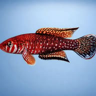 Brashnikov's Lyretail side profile showing maroon body and pearly spotting — representative image - view 3
