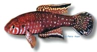 Brashnikov's Lyretail, Simpsonichthys boitonei - view 5